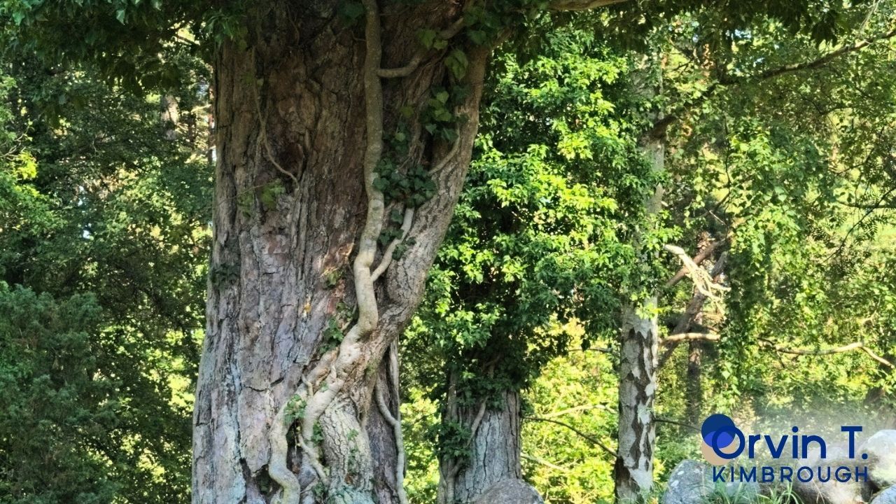 Gratitude Focus: Longevity