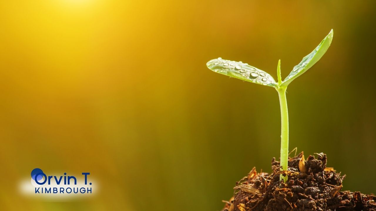 Gratitude Focus: Seed