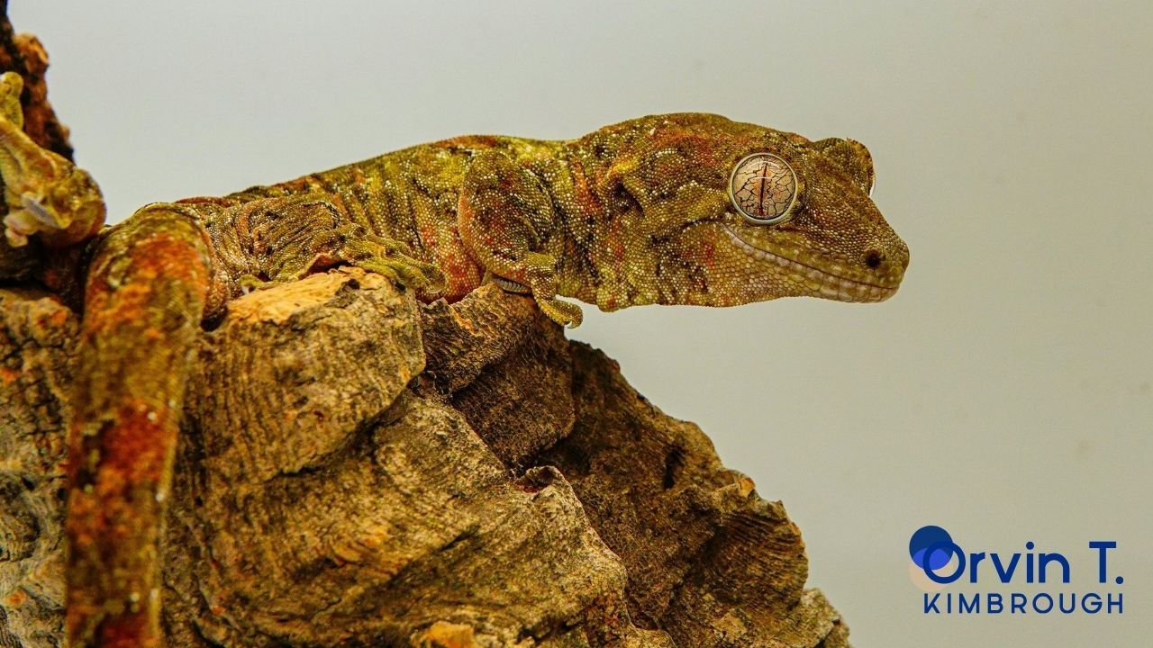 Gratitude Focus: I’m grateful for phrases from the past—like “cold-blooded.”