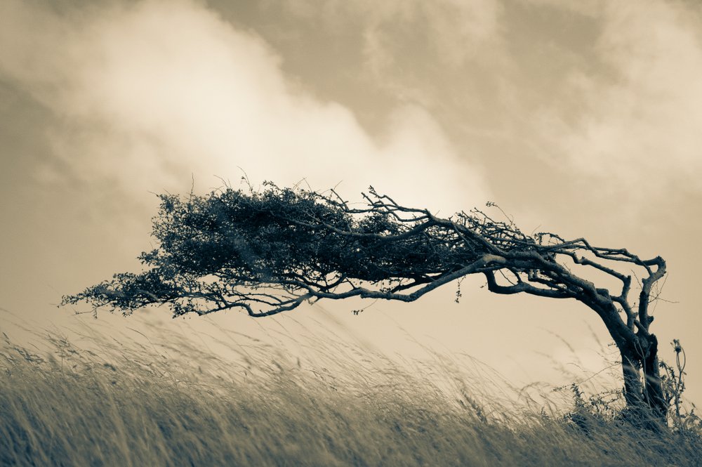 Personal Adaptability & Authenticity: Lessons For Leadership and Regional Growth