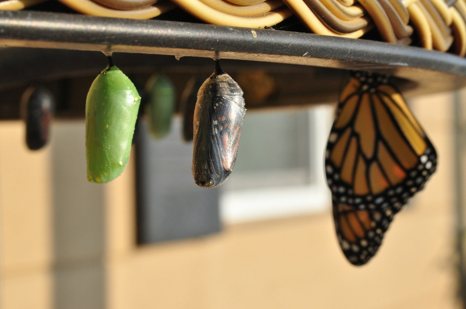 Sunday Reflection: Letting Go of the Old to Embrace the New